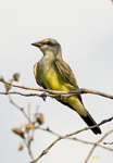 Western Kingbird